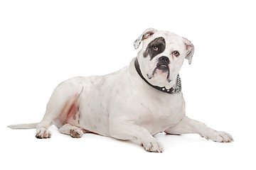 Image showing American Bulldog