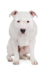 Image showing American Bulldog