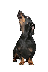 Image showing black and tan dachshund