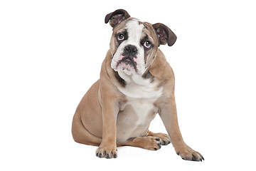 Image showing English Bulldog