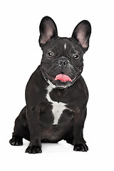 Image showing French Bulldog