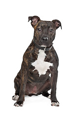 Image showing American Staffordshire Terrier