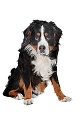 Image showing Bernese Mountain dog