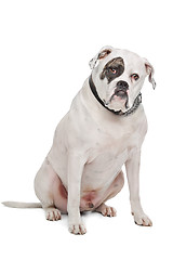 Image showing American Bulldog