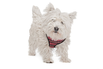 Image showing West Highland White Terrier