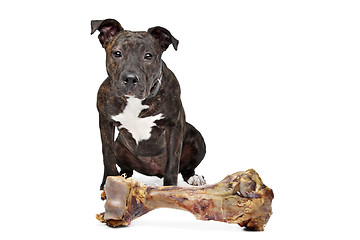 Image showing American Staffordshire terrier with a big bone