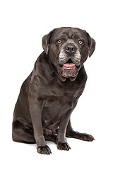 Image showing Cane corso dog