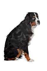 Image showing mixed breed dog Bernese Mountain dog