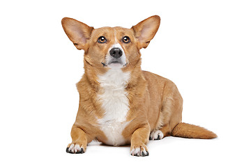 Image showing mixed breed dog