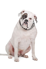 Image showing American Bulldog