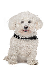 Image showing Maltese dog