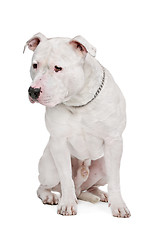 Image showing American Bulldog