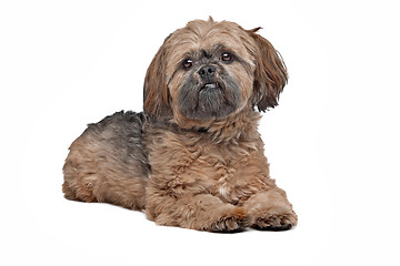 Image showing Lhasa Apso