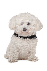 Image showing Maltese dog