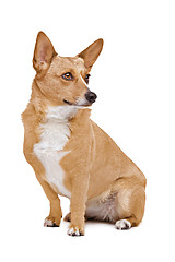 Image showing mixed breed dog