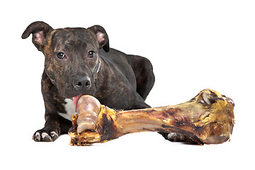 Image showing American Staffordshire terrier with a big bone