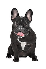 Image showing French Bulldog