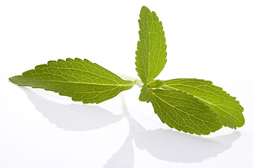 Image showing Stevia Rebaudiana leafs isolated on white background 