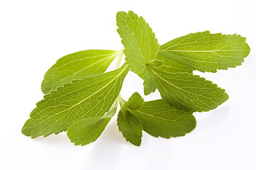 Image showing Stevia Rebaudiana leafs isolated on white background 