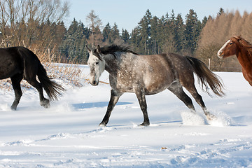 Image showing Herd of running horses