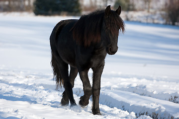 Image showing Black horse in winter