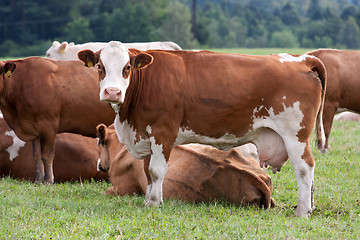 Image showing Cows on pasture 