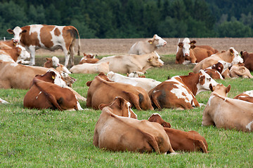 Image showing Dairy cows in pasture