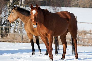 Image showing Herd of horses