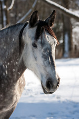 Image showing White horse in winter