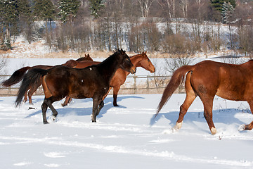 Image showing Herd of running horses