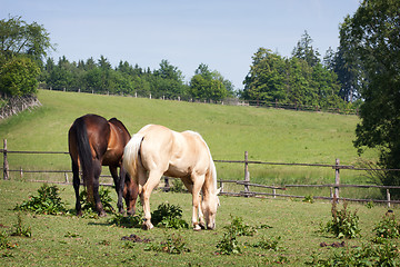 Image showing Horses in the meadow