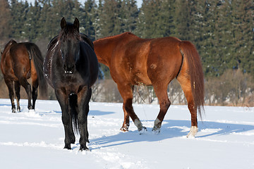 Image showing Herd of horses