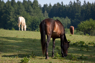 Image showing Horses in the meadow