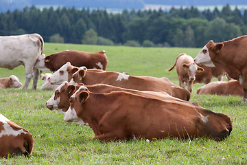 Image showing Dairy cows in pasture