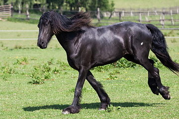 Image showing Black horse runs gallop