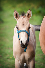 Image showing Foal in field 