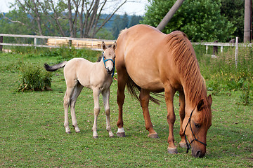 Image showing Mare and her foal