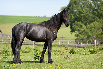 Image showing Black horse in the meadow