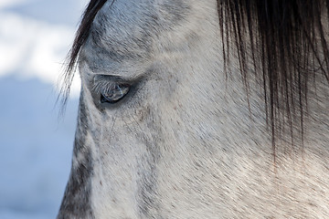 Image showing Horse eye