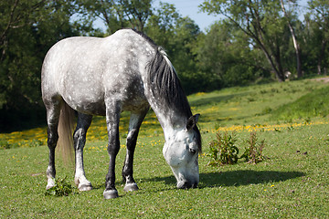 Image showing Horse in the meadow