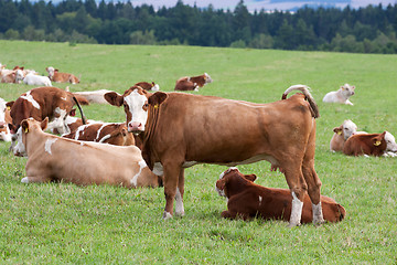 Image showing Dairy cows in pasture