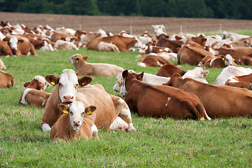 Image showing Dairy cows in pasture