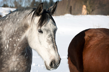 Image showing Herd of horses