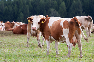 Image showing Dairy cows in pasture