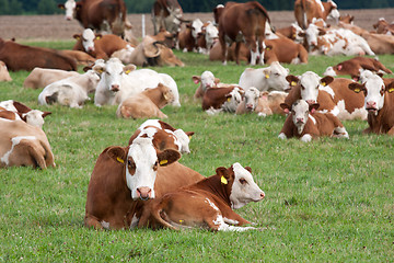 Image showing Dairy cows in pasture