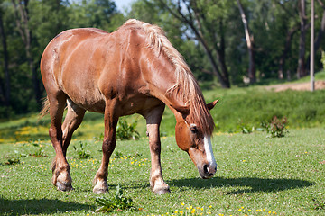 Image showing Horse in the meadow