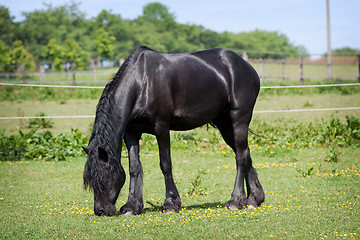 Image showing Black horse in the meadow