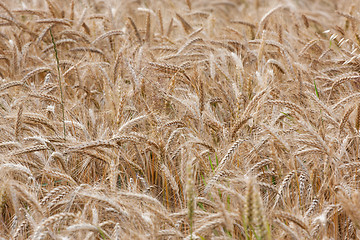 Image showing Wheat straws on a summer day in the field 