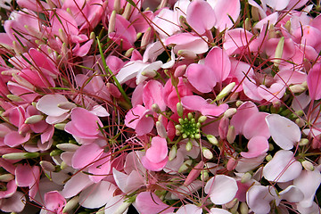 Image showing Flowers