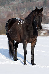 Image showing Black horse in winter